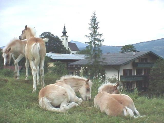 Campingplatz Torrenerhof Golling an der Salzach Exteriör bild
